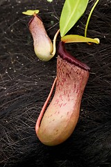 Image showing Nepenthes
