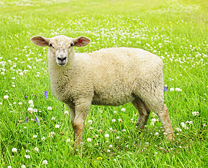 Image showing Cute young sheep