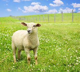 Image showing Cute young sheep