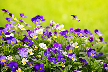 Image showing Pansies