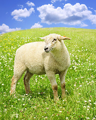 Image showing Cute young sheep