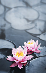 Image showing Lotus blossoms