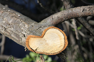 Image showing Tree Annual Rings