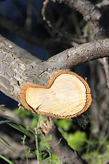 Image showing Tree Annual Rings