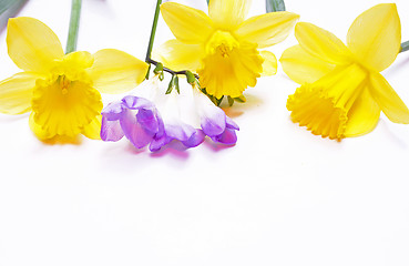 Image showing Yellow daffodils and lilac flower on white background 