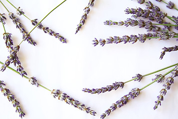 Image showing bunch of lavender flowers isolated on white background