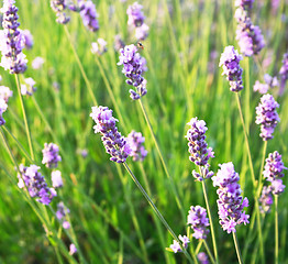 Image showing Lavender flowers as background 