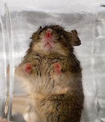 Image showing Mouse in glass