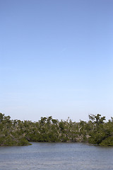 Image showing Mangrove swamp tree line