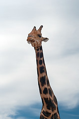 Image showing Giraffe