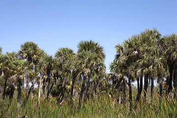 Image showing palm tree line view