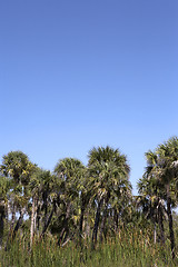 Image showing palm tree line view