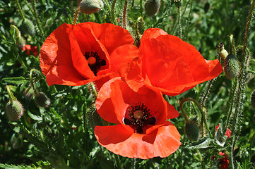 Image showing Red poppies