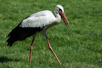 Image showing stork