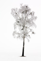 Image showing birch in a winter season