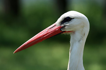 Image showing stork