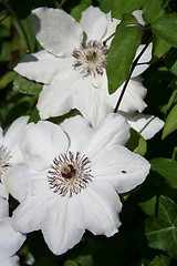 Image showing Wonderful white clematis