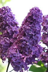 Image showing Lilac in blossom