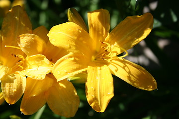 Image showing Lilies in yellow