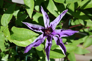 Image showing Blue clematis