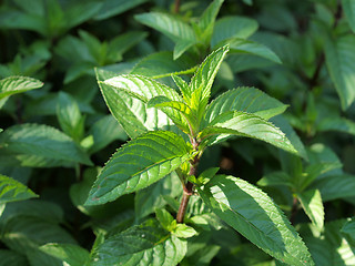 Image showing Peppermint