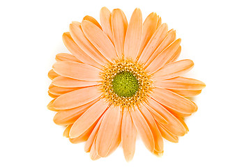 Image showing Isolated Orange Gerber Daisy