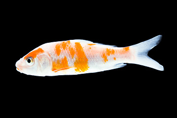 Image showing Isolated Goldfish