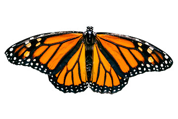 Image showing Isolated Monarch Butterfly