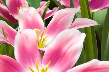 Image showing Beautiful Pink Flowers
