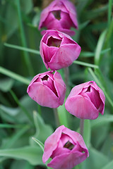 Image showing Purple Tulips