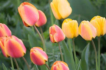 Image showing Yellow and Red Tulips