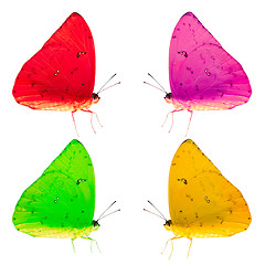 Image showing Colorful Butterflies Isolated