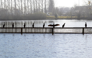 Image showing Bird flock in city