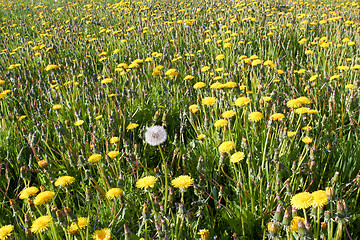 Image showing dandelion field