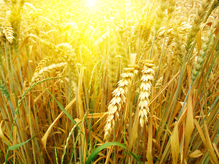 Image showing grain field and sunny day