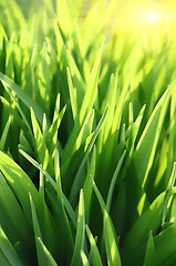 Image showing green grass and sun beams