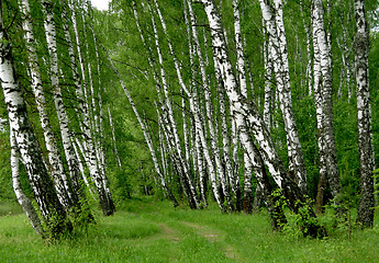 Image showing birch forest