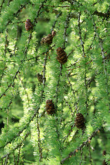 Image showing coniferous tree branch with pinecones