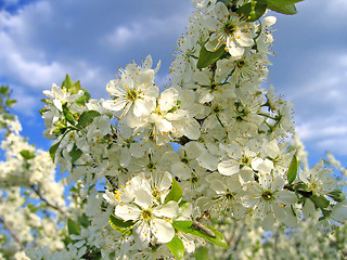 Image showing branch of a blossoming tree