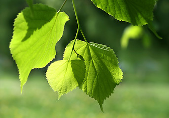 Image showing fresh green spring leaves