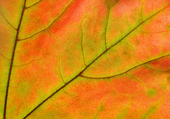 Image showing autumn leaf glowing in sunlight