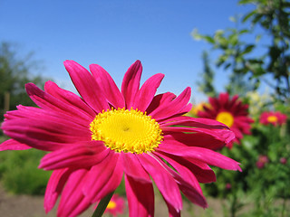 Image showing beautiful pink flower