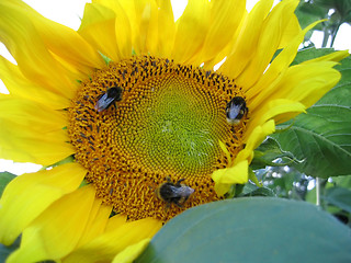 Image showing big yellow sunflower with bees