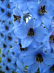 Image showing delphinium flowers