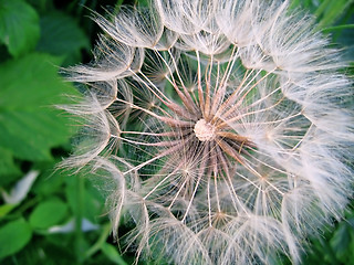 Image showing giant dandelion