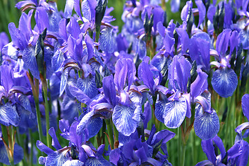 Image showing beautiful iris flowers