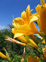 Image showing yellow flowers