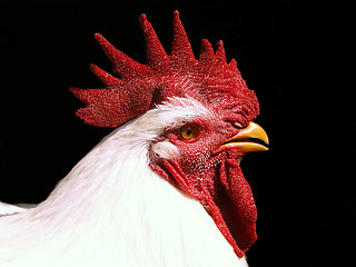 Image showing my rooster