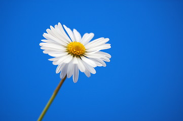 Image showing daisy under blue spring sky