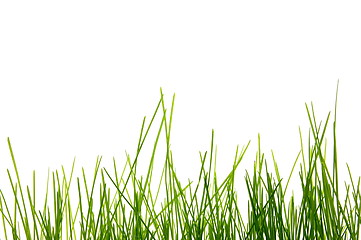 Image showing grass